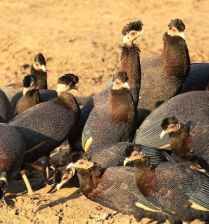 Crested guineafowls - Mana Pools NP