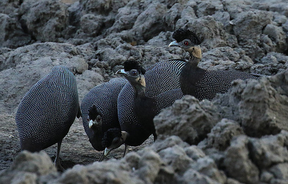 Crested guineafowls - Mana Pools NP