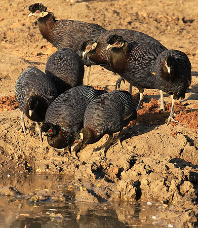 Crested guineafowls - Mana Pools NP