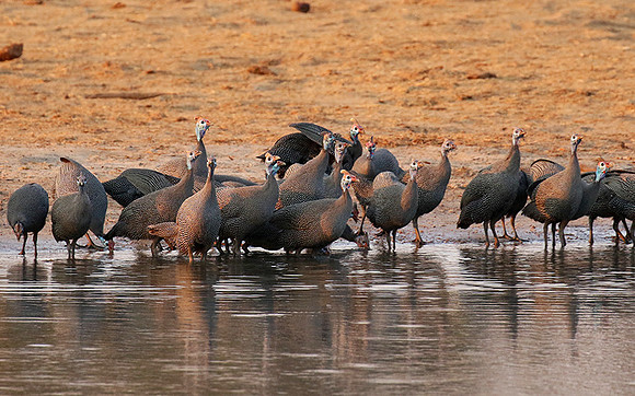 Helmeted guineafowls - Hwange NP