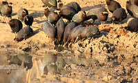 Crested guineafowls - Mana Pools NP