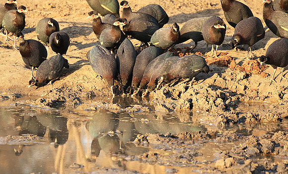 Crested guineafowls - Mana Pools NP