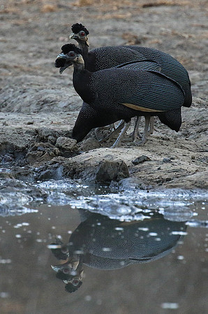 Crested guineafowls - Mana Pools NP