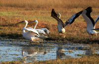 Liuwa Plain National Park