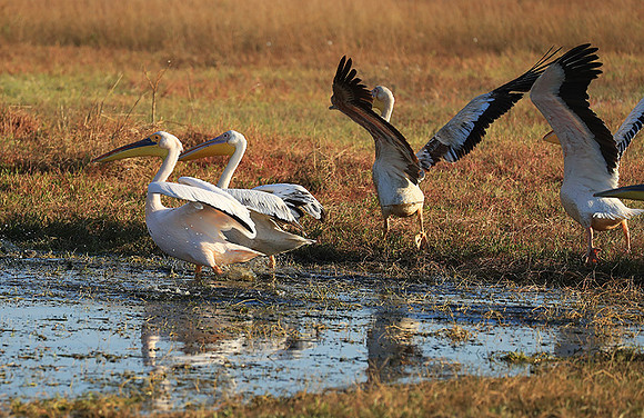 Liuwa Plain National Park