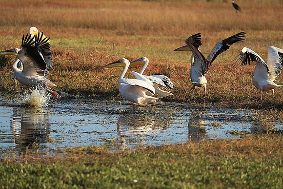 Liuwa Plain National Park