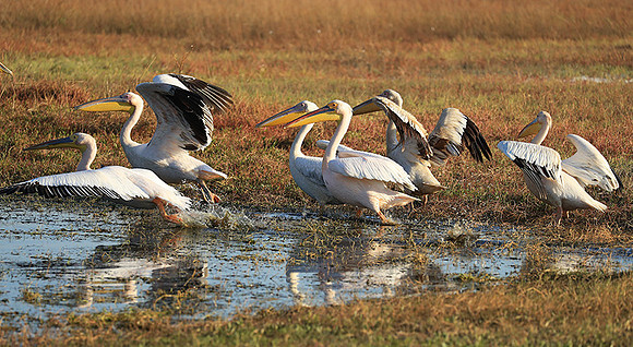 Liuwa Plain National Park