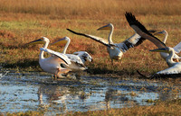 Liuwa Plain National Park