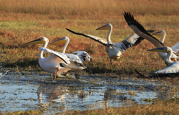 Liuwa Plain National Park