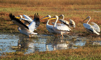 Liuwa Plain National Park