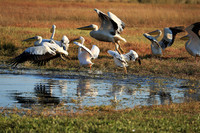Liuwa Plain National Park