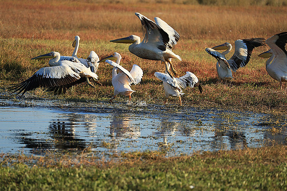 Liuwa Plain National Park