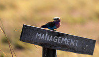 Lilac_breasted roller - Liuwe Plain NP