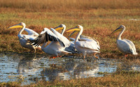 Liuwa Plain National Park