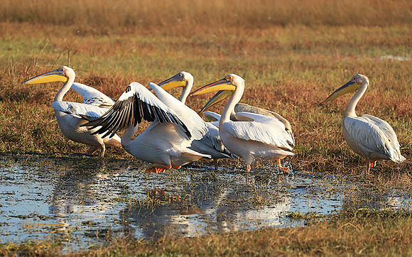Liuwa Plain National Park