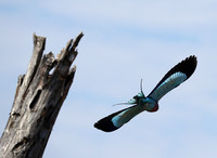 Lilac brested roller - South Luangwa NP