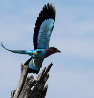Lilac brested roller - South Luangwa NP