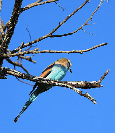Racket-tailed roller - Lower Zambezi NP