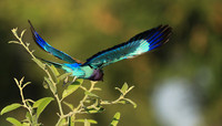 Lilac brested roller - South Luangwa NP