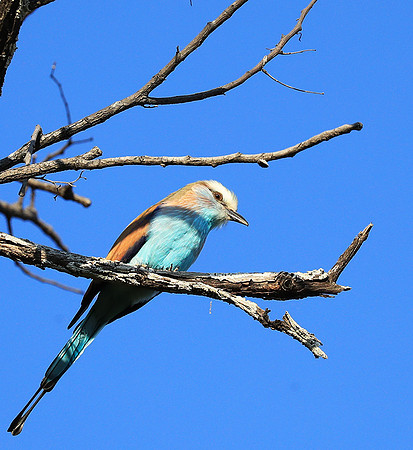Racket-tailed roller - Lower Zambezi NP