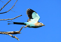 Racket-tailed roller - Lower Zambezi NP