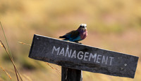 Lilac_breasted roller - Liuwe Plain NP