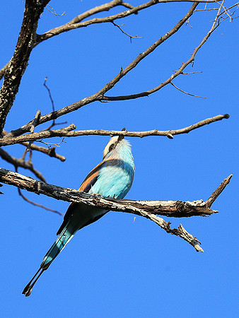 Racket-tailed roller - Lower Zambezi NP