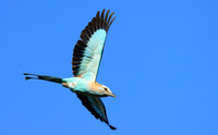 Racket-tailed roller - Lower Zambezi NP