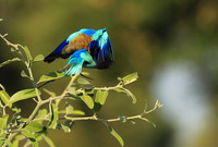 Lilac brested roller - South Luangwa NP