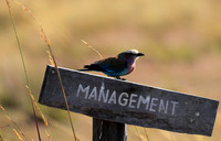 Lilac_breasted roller - Liuwe Plain NP