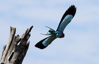 Lilac brested roller - South Luangwa NP