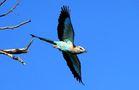 Racket-tailed roller - Lower Zambezi NP