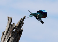 Lilac brested roller - South Luangwa NP