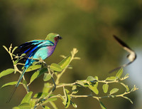 Lilac brested roller - South Luangwa NP