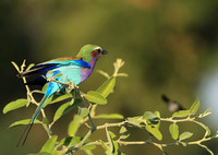 Lilac brested roller - South Luangwa NP