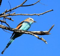 Racket-tailed roller - Lower Zambezi NP