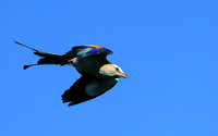 Racket-tailed roller - Lower Zambezi NP