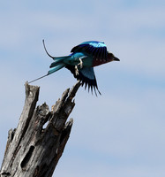 Lilac brested roller - South Luangwa NP