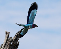 Lilac brested roller - South Luangwa NP
