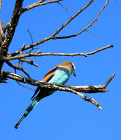 Racket-tailed roller - Lower Zambezi NP