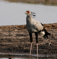 Hwange National Park