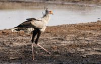 Hwange National Park