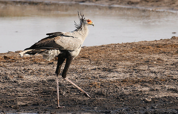 Hwange National Park