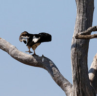 White-headed vulture - Hwange NP