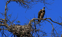 white-backed vulture - Malilangwe