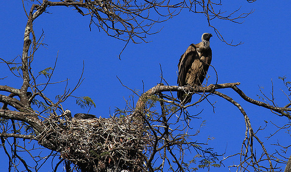 white-backed vulture - Malilangwe