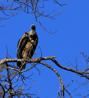 white-backed vulture - Malilangwe