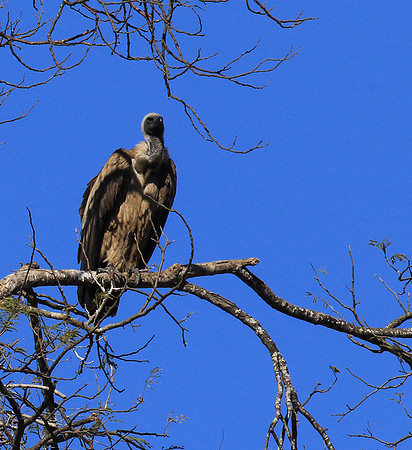white-backed vulture - Malilangwe
