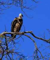 white-backed vulture - Malilangwe