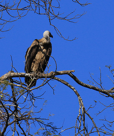 white-backed vulture - Malilangwe